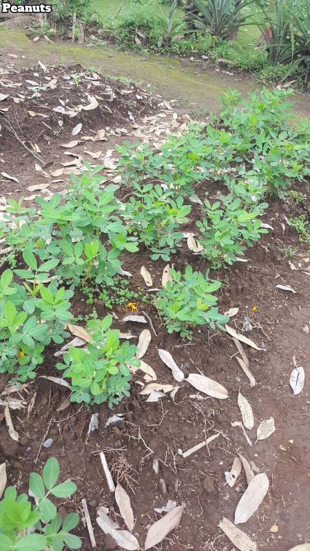 Bali Farm Cooking School. Peanut plants.