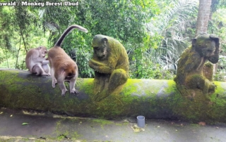 Ubud Monkey Forest/Affenwald. Zwei lebendige Affen und zwei aus Stein auf einer niedrigen Mauer am Wegesrand. Two living monkeys and two of stone on a low wall along the way.