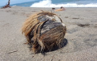 Kokosnuss am Strand von Canggu. Alte, zerfranste Kokosnuss am Strand in Nahaufnahme. Im Hintergrund sieht man das Meer.