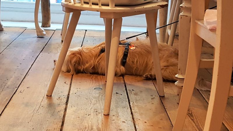 Café con amore. Dog on the floor.