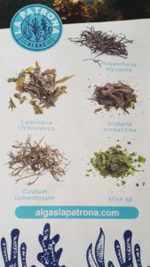 Die 5 Algenarten die Algas la Patrona verarbeitet